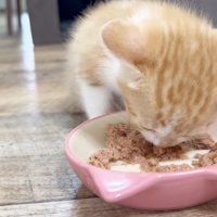 ごはんのアップ