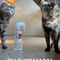 撫でられる猫と待っている猫1