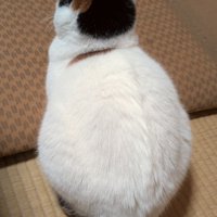 座っている成猫の後ろ姿