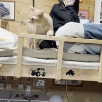 左前足をかけるひのきちゃん