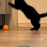 ボールにジャンプする子猫