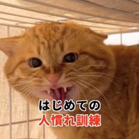 ケージの中で威嚇している猫