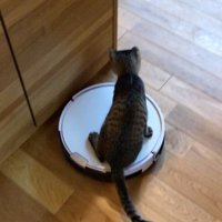 自動掃除機に乗っている猫