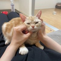 人のお腹の上に乗る猫