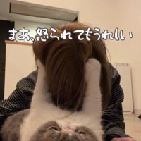 飼い主の頭をつかむ猫