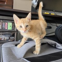 茶トラの子猫