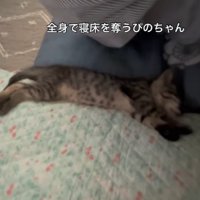 熟睡する猫