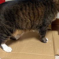 横向きの猫