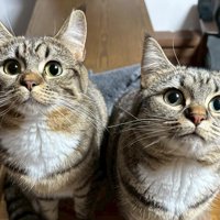 期待に満ちた表情で飼い主を見上げる2匹の猫