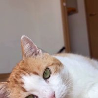 寝転がっている猫