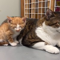 成猫の隣に座る子猫