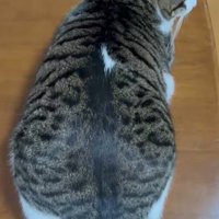 しっぽを右に振る猫