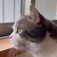 窓から外を見ている猫