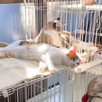 猫4匹の写真
