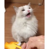 カリカリを食べる猫