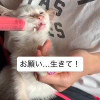 ごはんを食べさせてもらう子猫