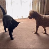 室内にいる猫と犬