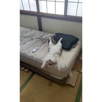 ベッドにいる猫