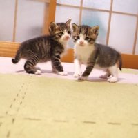 部屋を歩くふたり
