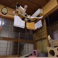 跳ねる三毛猫