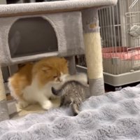 猫パンチする金太郎