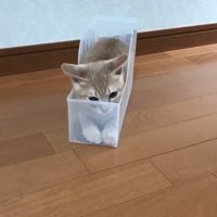 ケースに入っている猫