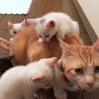 背中に子猫が乗ってる成猫