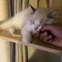 キャットタワーの上で眠る子猫
