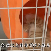ペットハウスに上半身だけ入れて眠る猫