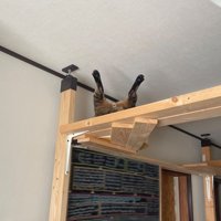キャットウォークの上で後ろ足を大きく開く猫