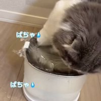 給水機の水を外にかき出している猫