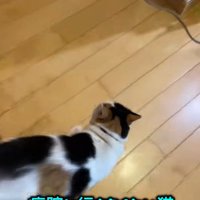 家の中を走るミケ猫