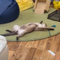 身動きひとつせず寝そべる猫