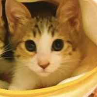 カメラを静かに見つめる子猫