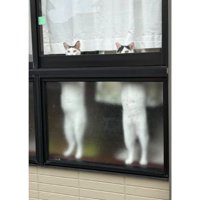 窓際にいる猫