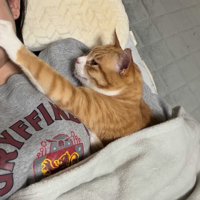 人の顔を触る猫