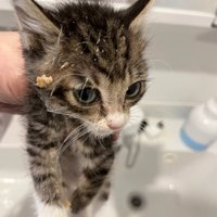 洗面台の上で掴まれて呆然としている子猫