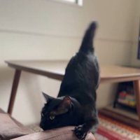 足を踏み外してソファの肘掛けにアゴをぶつける黒猫