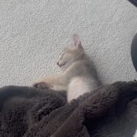 毛布で眠る子猫