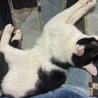 猫が反り返りながら前脚を伸ばす