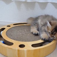 遊び姿の猫