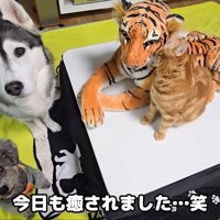 テロップ「今日も癒され～」