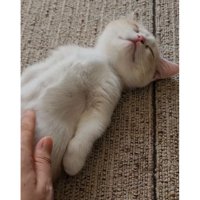 寝ている子猫