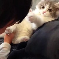 男の子を見る猫