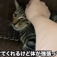 頭をなでられる猫