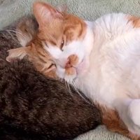 少し目を開けて眠る猫