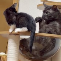 キャットタワーにいる2匹の猫