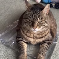 おもちゃの上でくつろぐ猫の写真5