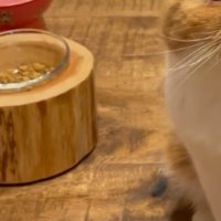 器に入っている猫のごはん