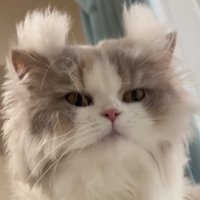 耳毛が爆発する猫